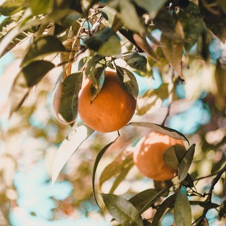 Apartman "Citrus" Trebinje Luaran gambar